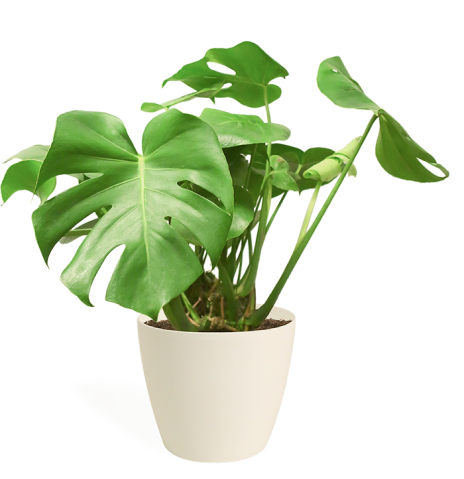 houseplant-1